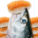 鲑鱼吃寿司